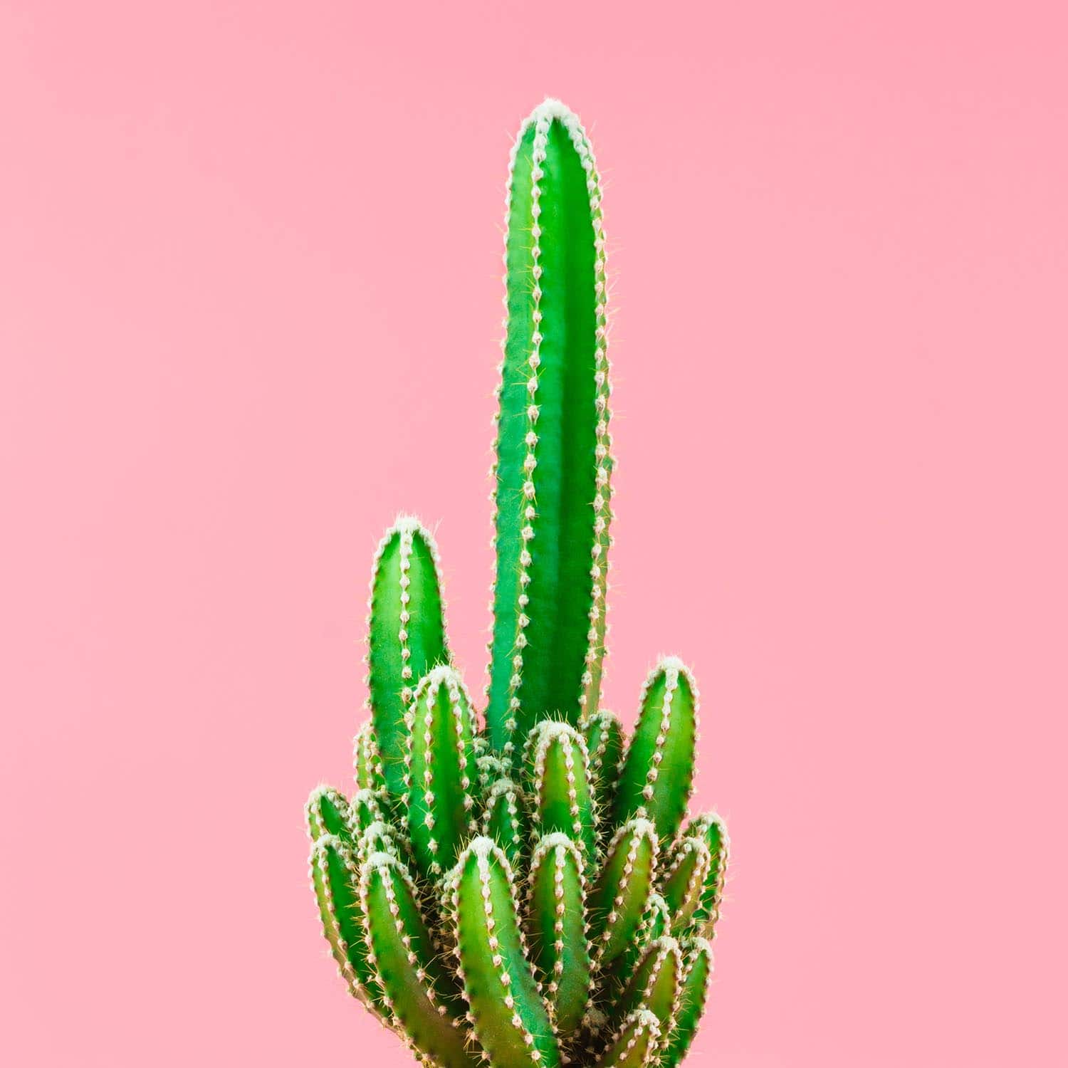 Cactus on pink background