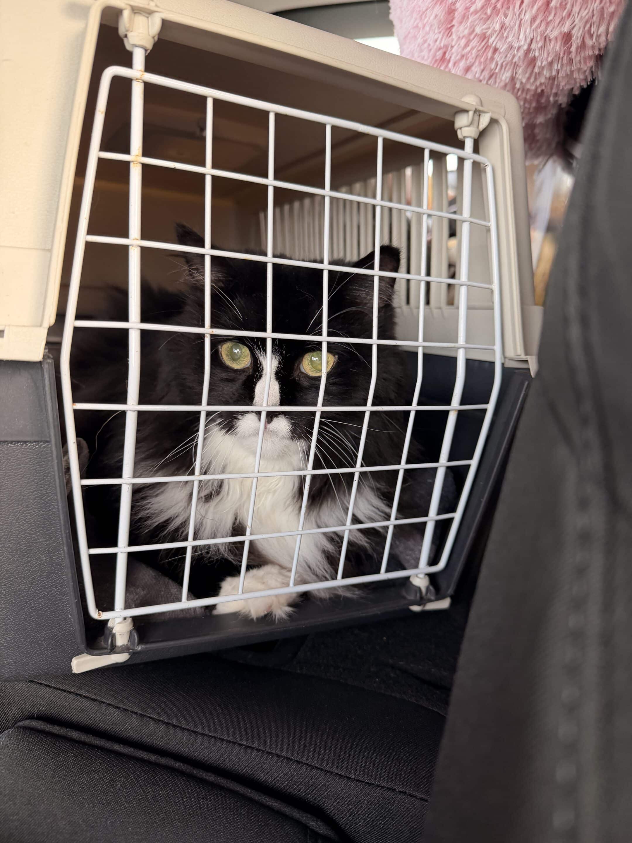 Cat inside a pet carrier in car